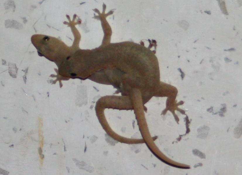 Cool gecko picture